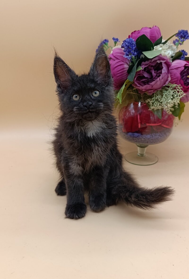 Isabelle Maine Coon female black silver - live animals
