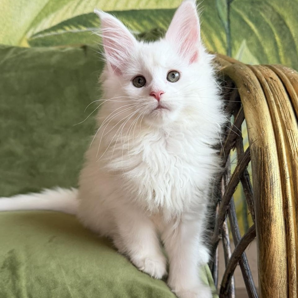 Cleopatra Maine Coon female, white
