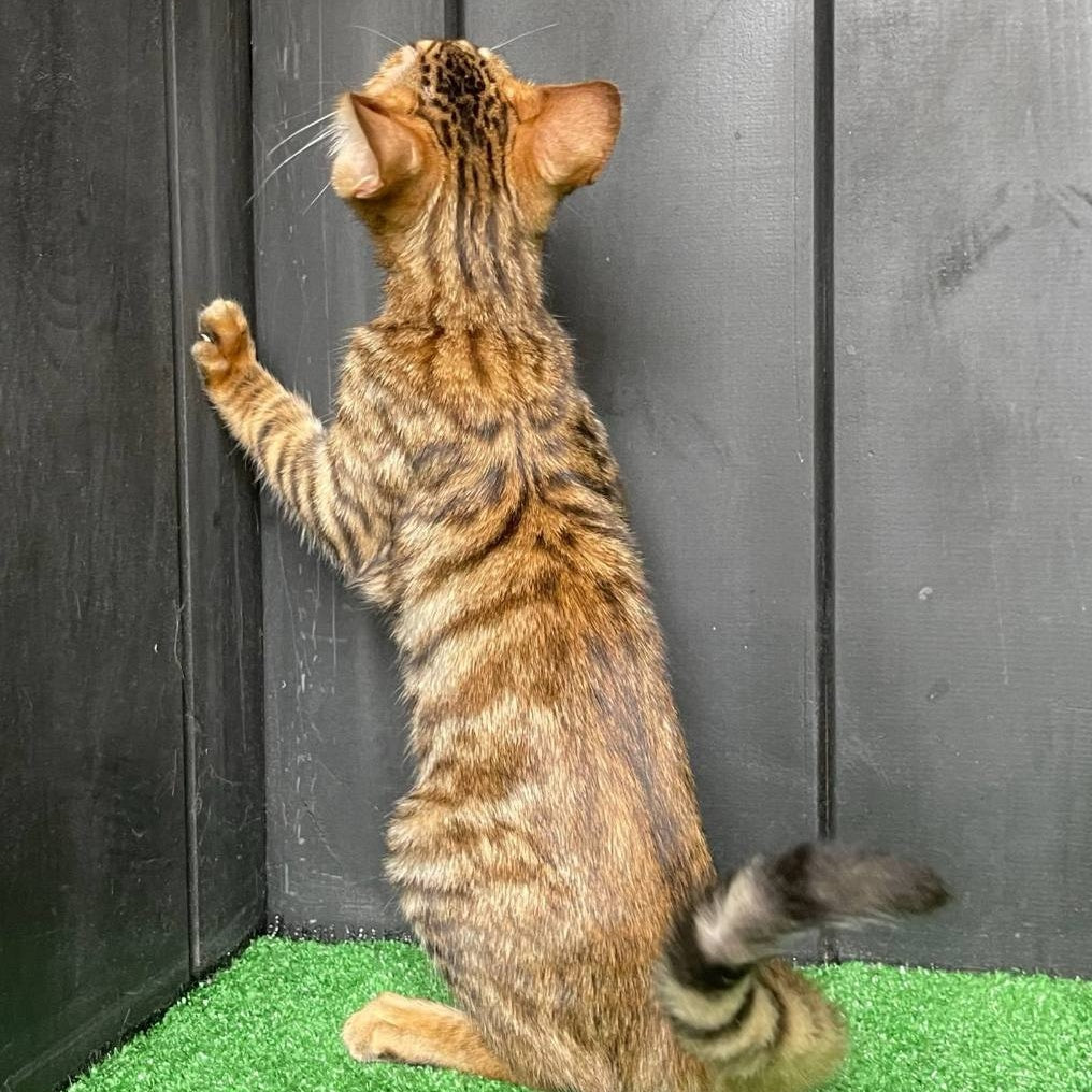 Yun Toyger male, brown tabby