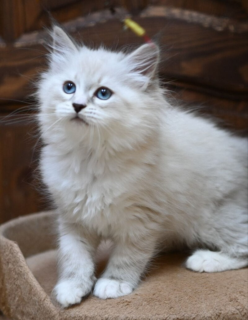 Ester Neva Masquerade female, blue tabby pointed bicolour
