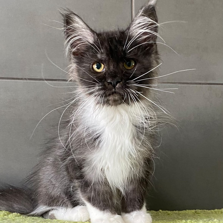 Alushta Maine Coon female, black silver bicolour