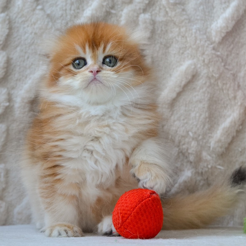Archie Scottish Fold male black golden chinchilla - live animals