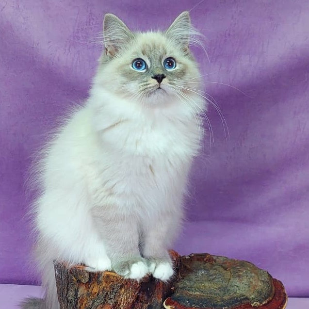 Oscar Siberian male, blue with white tabby pointed