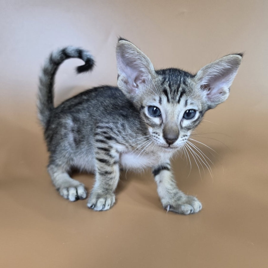 Biscuit Oriental Shorthair male, black spotted tabby
