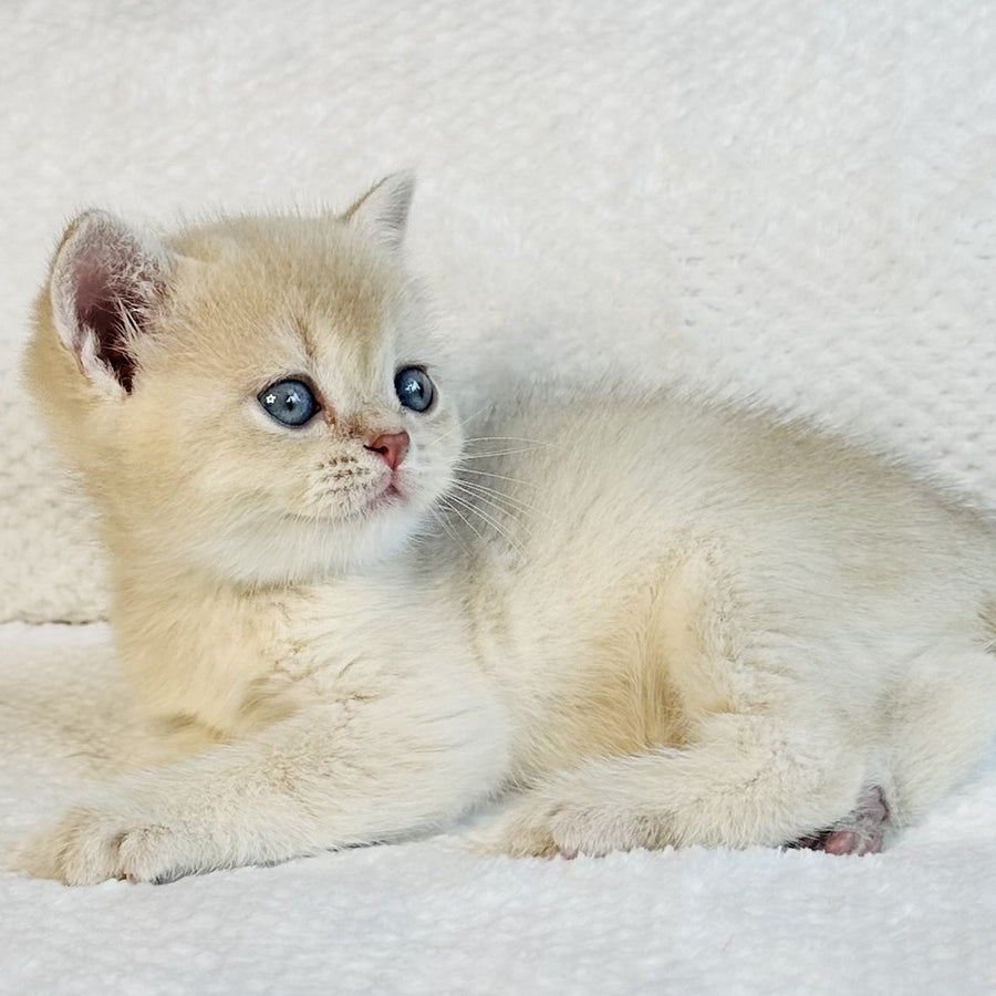 Galaxy Star British Shorthair male, lilac golden shaded