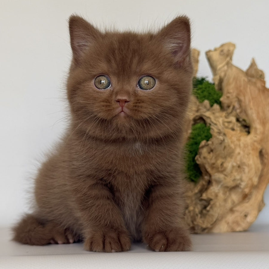 Gustav British Shorthair male, cinnamon