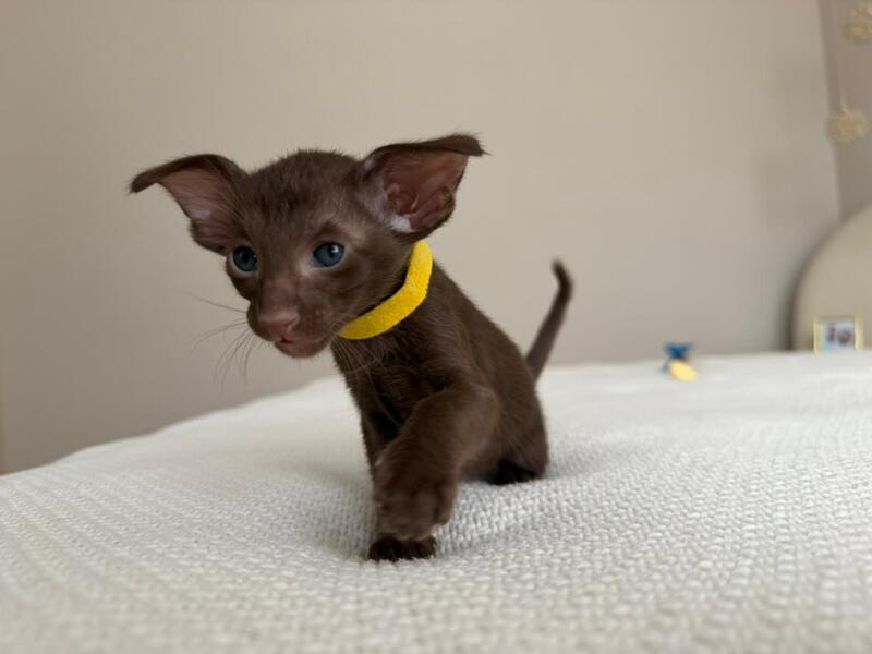 Adele Oriental Shorthair female chocolate - live animals