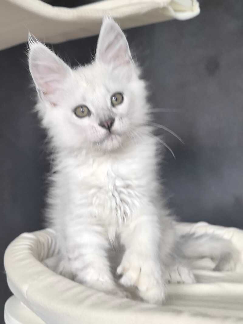 Uran Maine Coon polydactyl male, black silver shaded