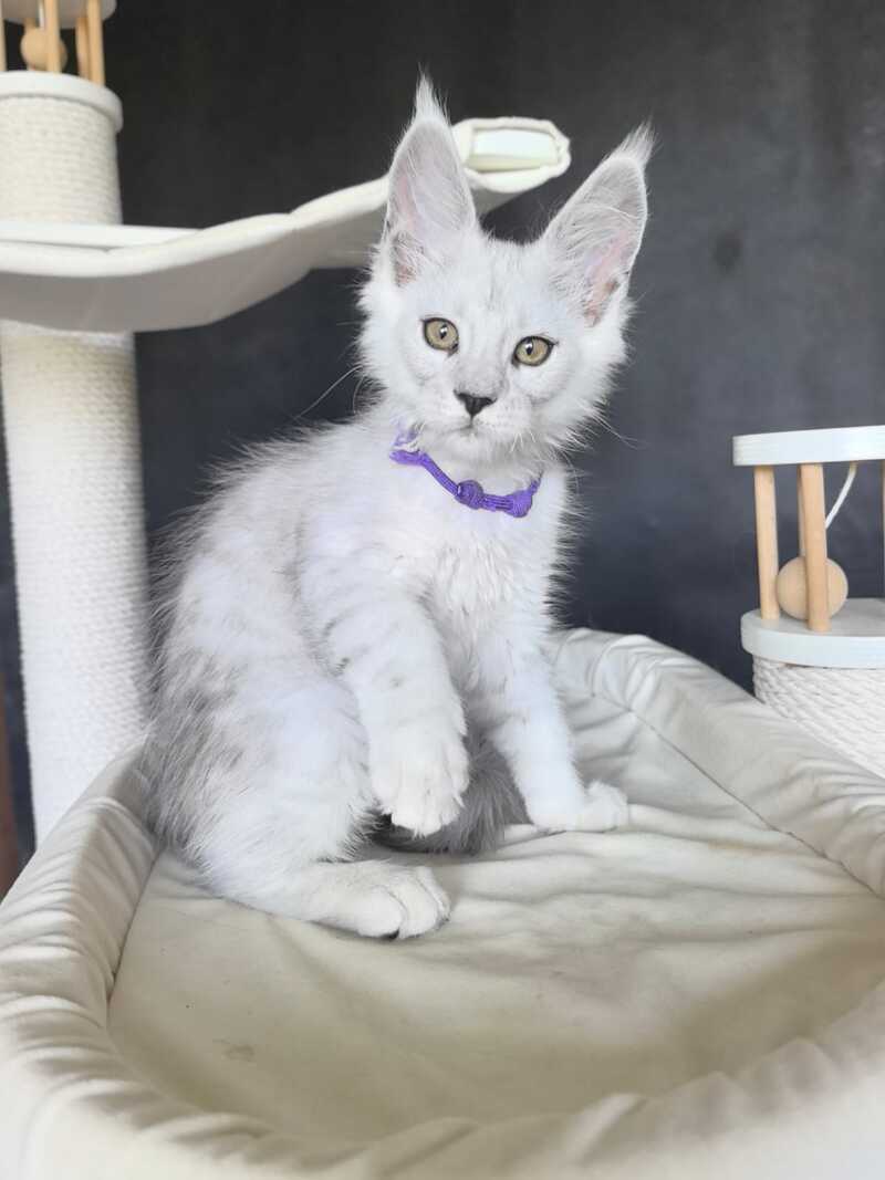 Ustin Maine Coon male, black silver tabby