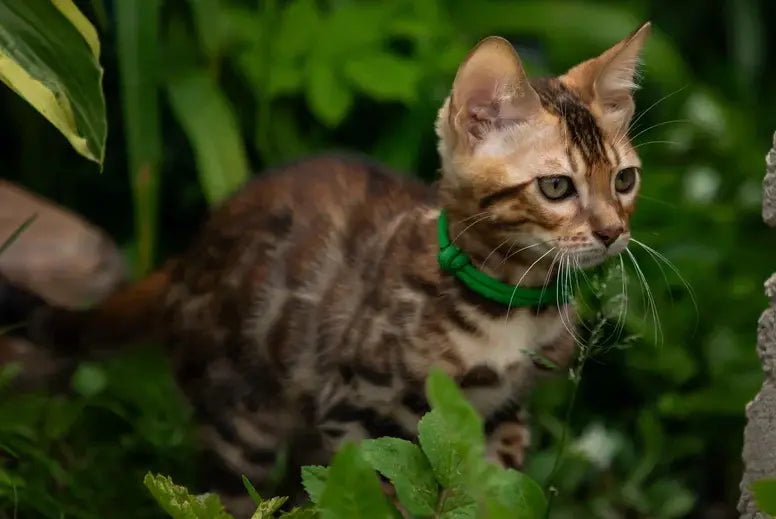 Boss Bengal male, black spotted tabby