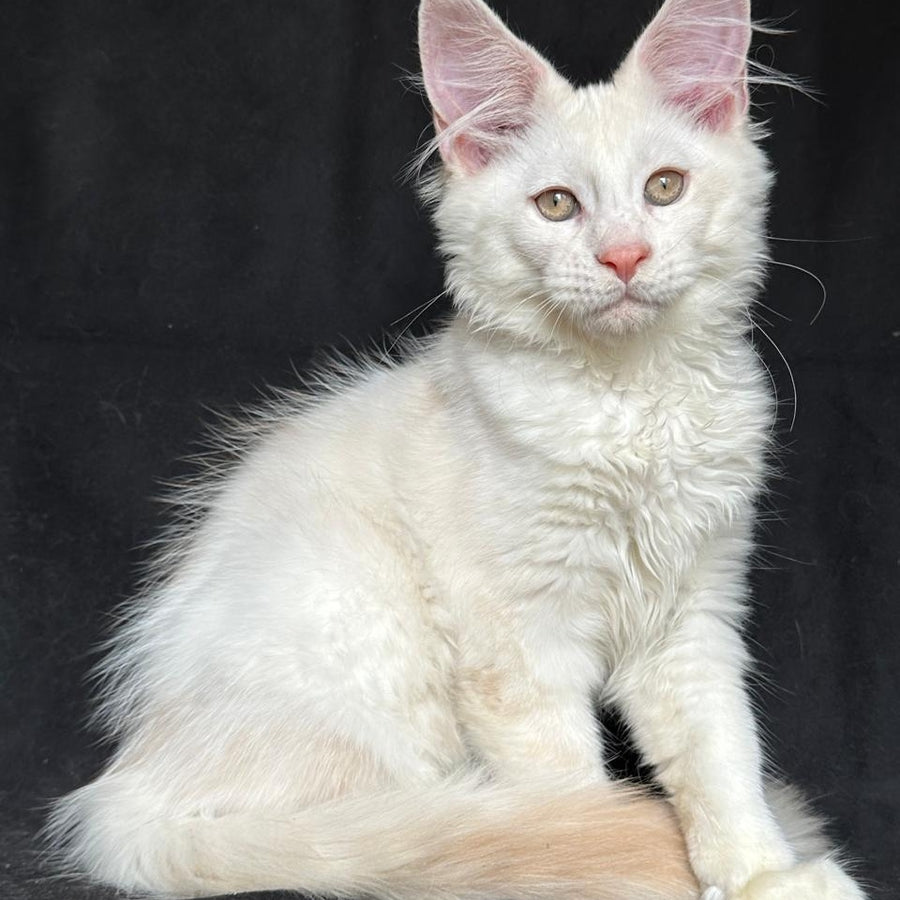 Juno Maine Coon male, red silver shaded