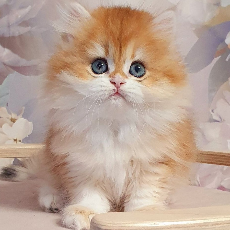 Dzhessi British Longhair female, black golden chinchilla