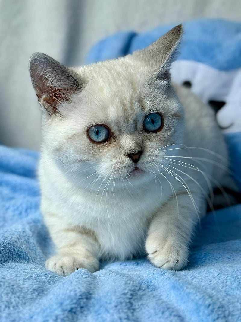 Naytiri Munchkin female black silver tabby pointed - live animals