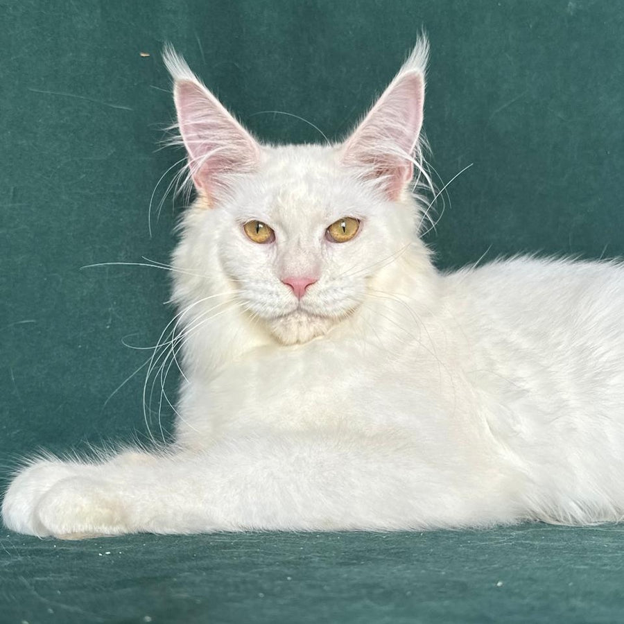 Dorothy Maine Coon female, red silver chinchilla