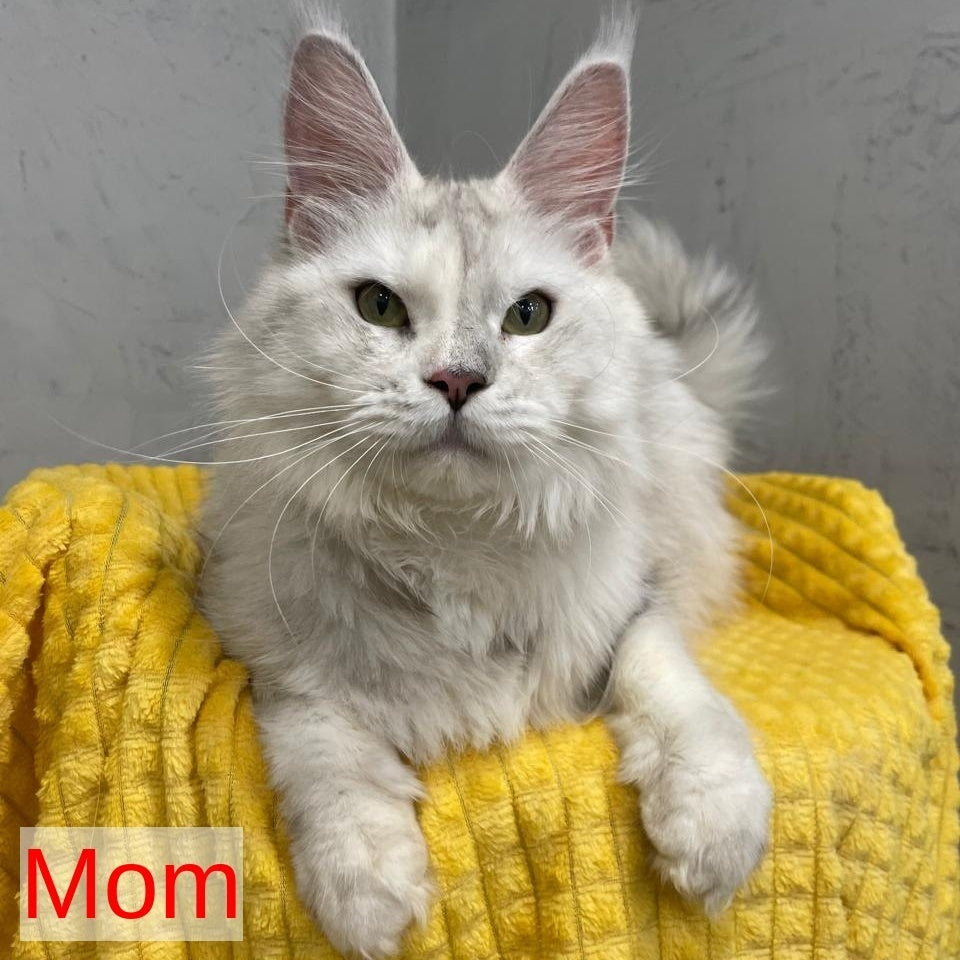 Timofey Maine Coon male, red silver