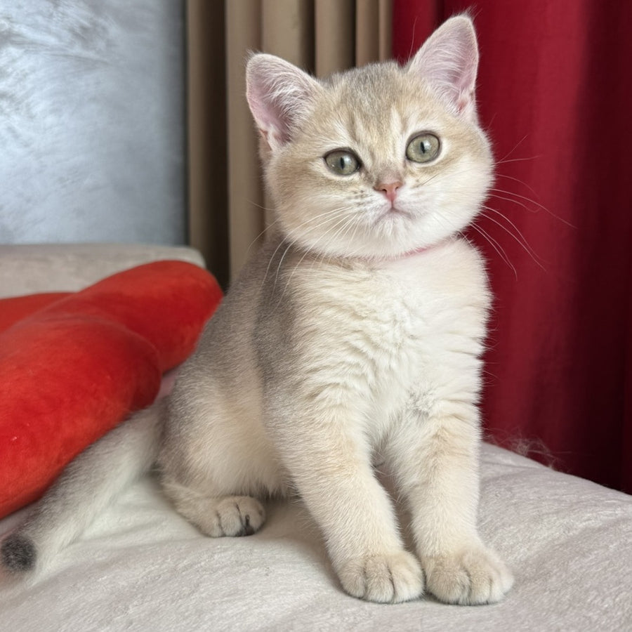 Elpati Scottish Straight female, blue golden shaded