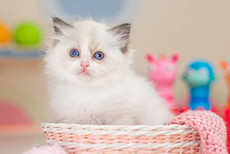 Valerie Ragdoll female, seal bicolour