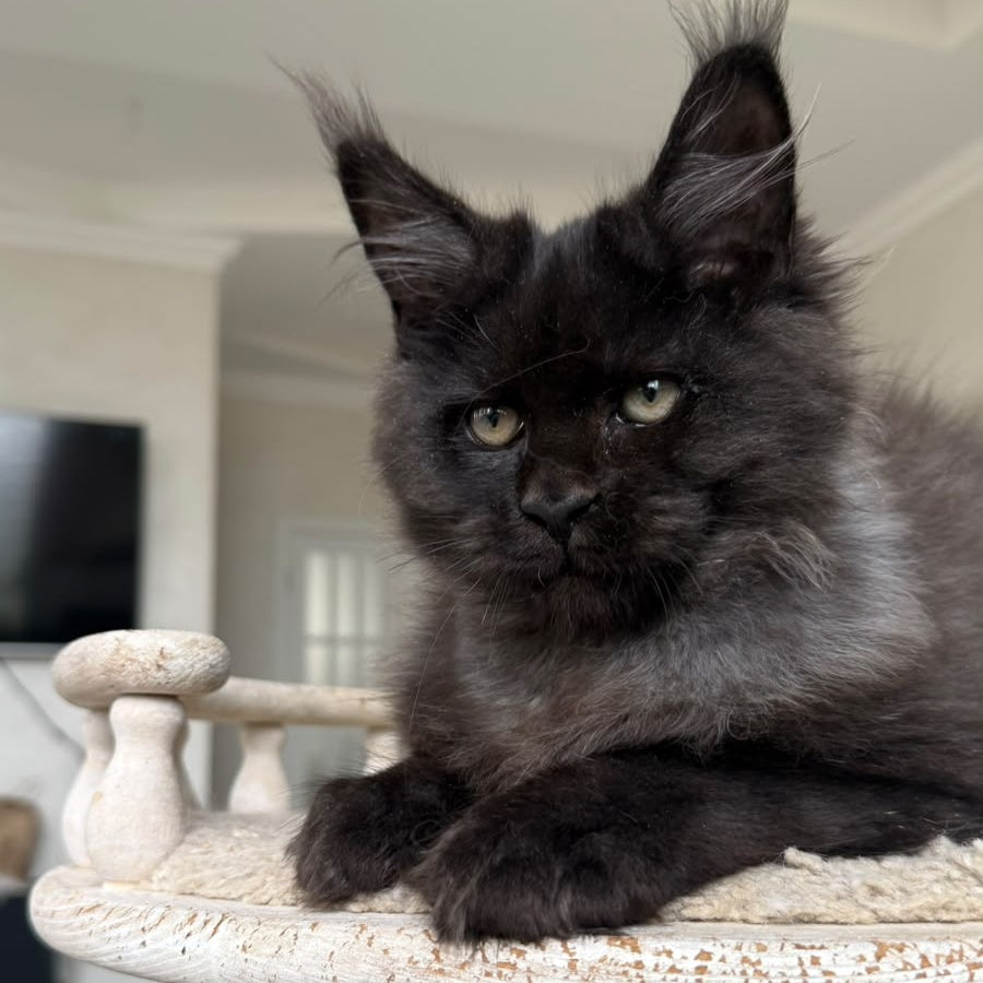 Tibet Maine Coon male, black silver