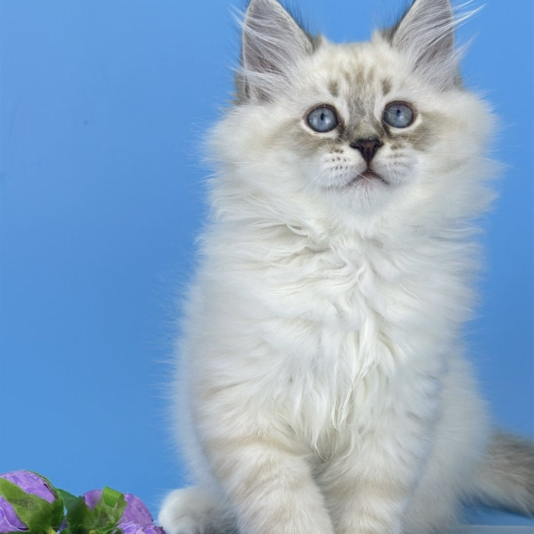 Aramis Siberian male, black tabby pointed bicolour
