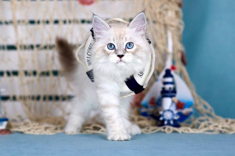 Don Juan Siberian male black silver with white tabby pointed - live animals