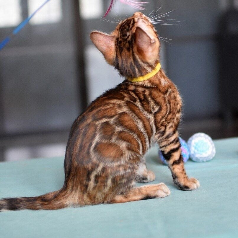 Mario Bengal male, black spotted tabby