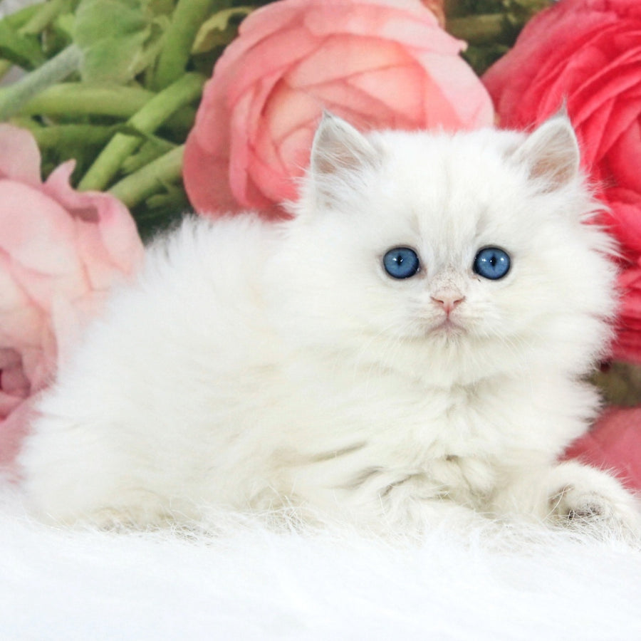 Talisman British Longhair male, blue golden chinchilla pointed