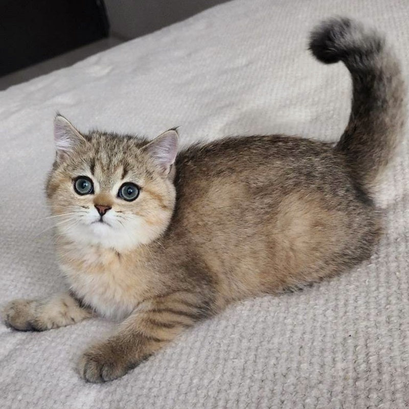 Kababis British Shorthair male, black golden ticked tabby
