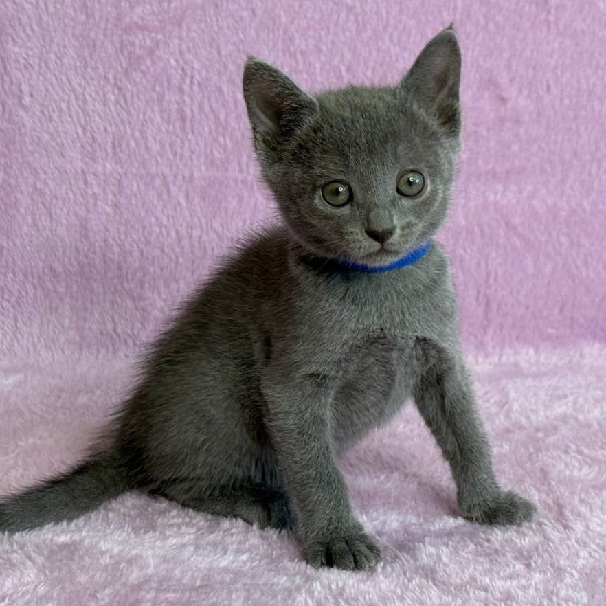 Leona Russian Blue female, blue