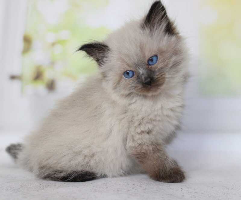 Nils Siberian male black pointed - live animals