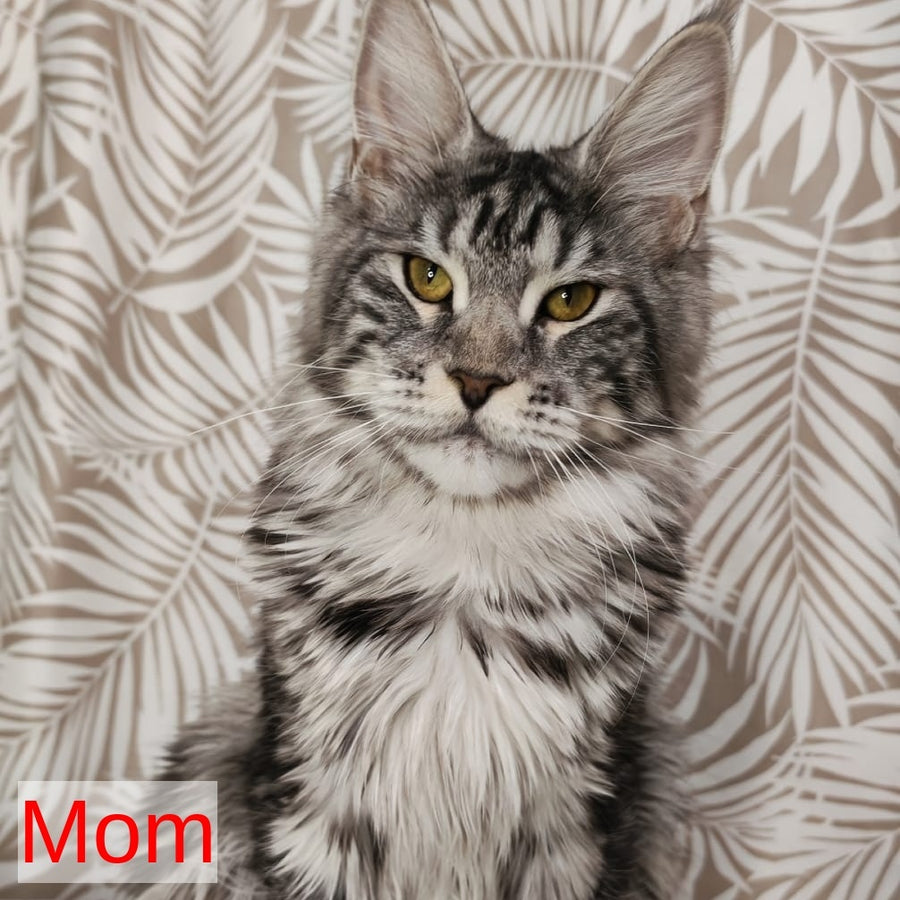 Candy Maine Coon female, blue with white