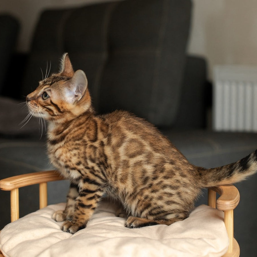 Nala Bengal female, black spotted tabby