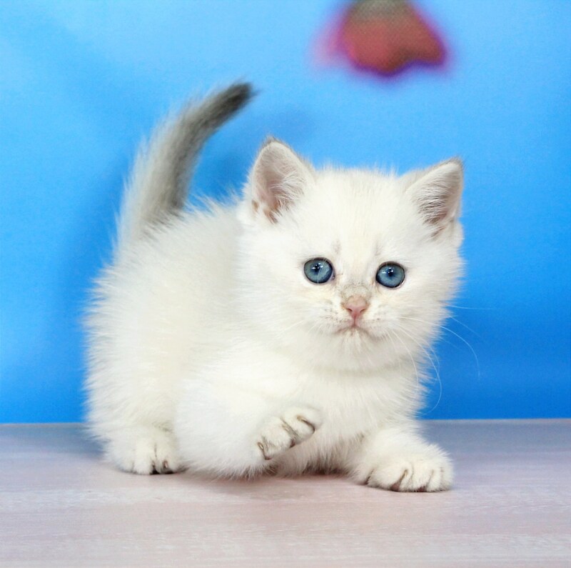 Quest British Shorthair male blue golden shaded pointed - live animals