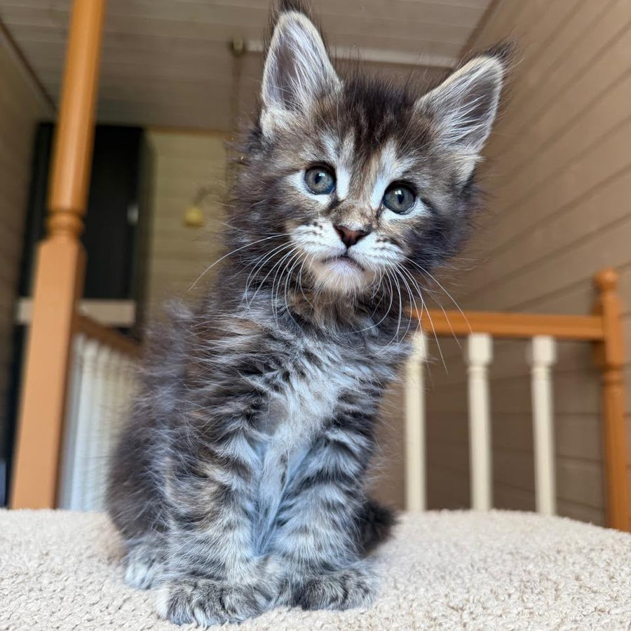 Bamboleilo Maine Coon polydactyl 6x6x6x7 female, black tortie with white tabby