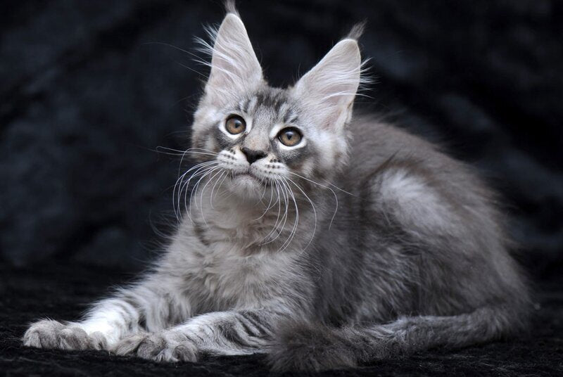Potap Maine Coon male, black silver ticked tabby