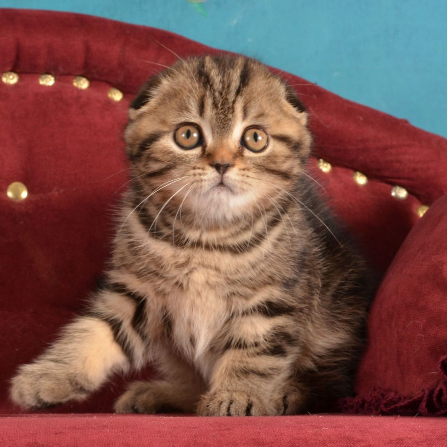 Infant Munchkin male, black tabby