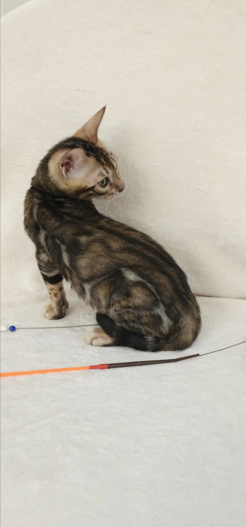 Tulip Bengal male black spotted tabby - live animals