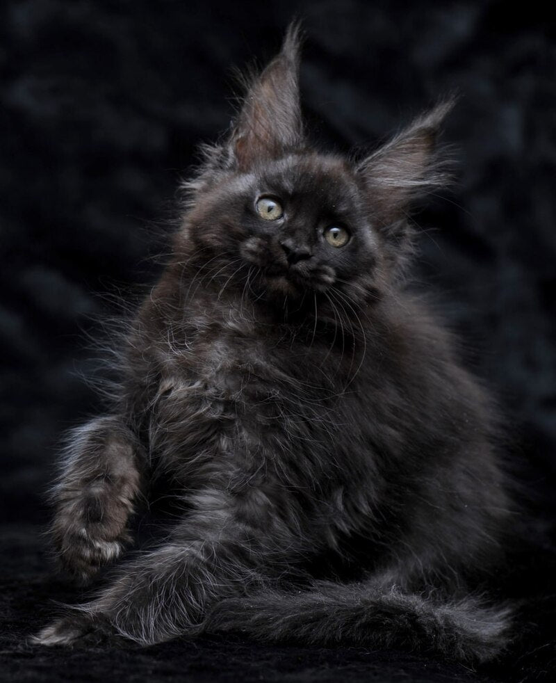 Platon Maine Coon male, black silver