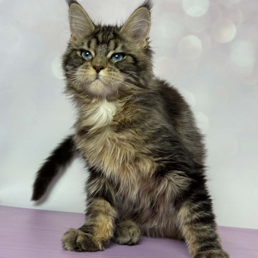 Barby Maine Coon female, black silver tabby with white