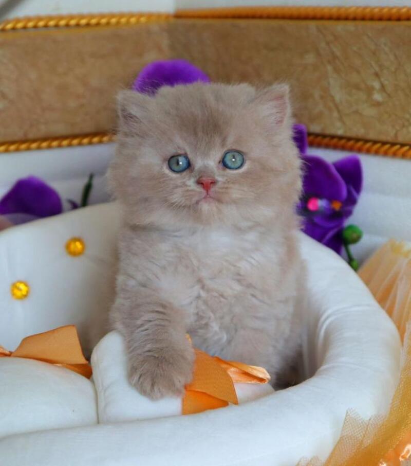 Benjamin British Longhair male fawn - live animals