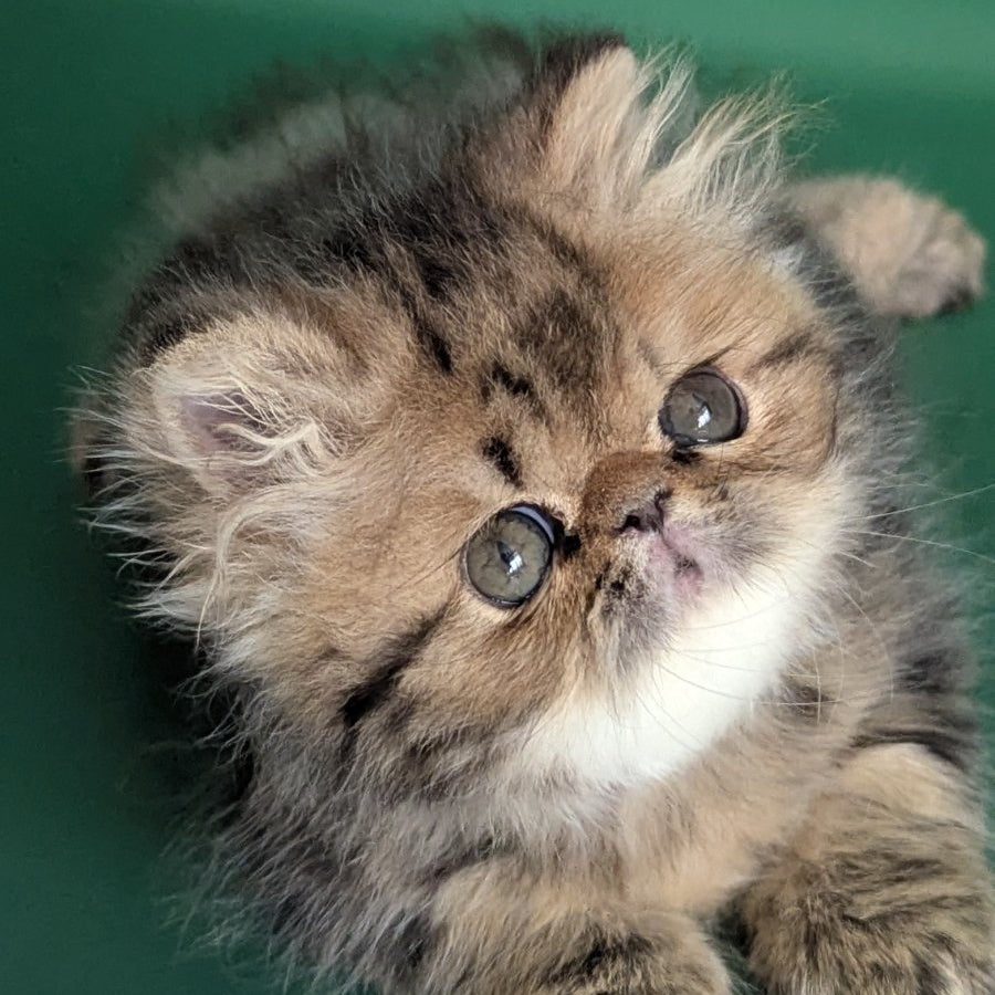 Tiara Persian female, black tabby