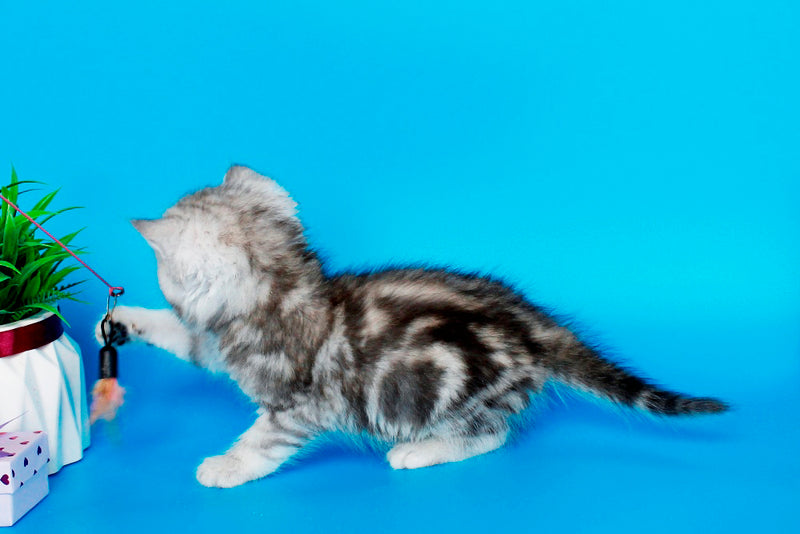 Nike British Shorthair male, black silver tabby