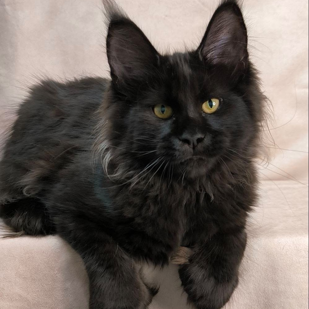 Freya Maine Coon polydactyl female, black