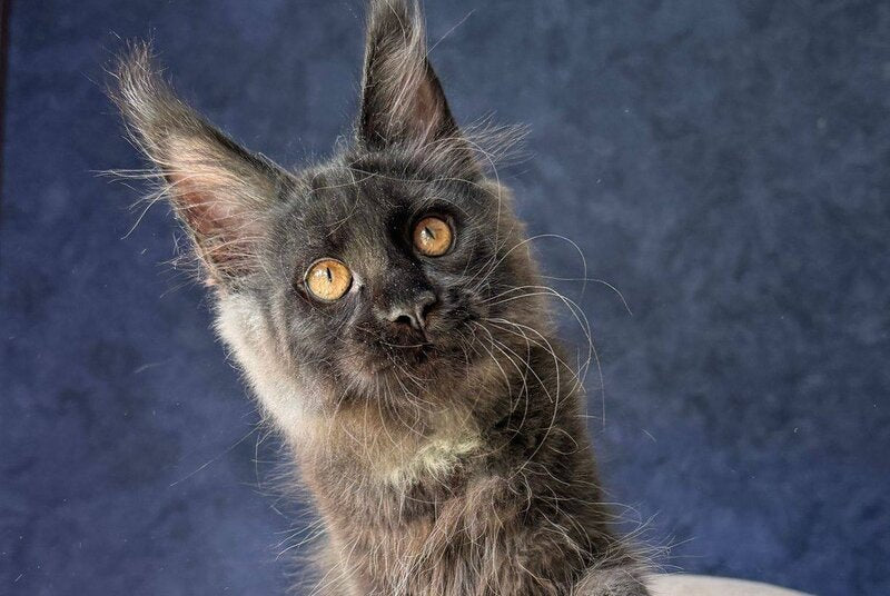 Azari Maine Coon female black silver with white - live animals