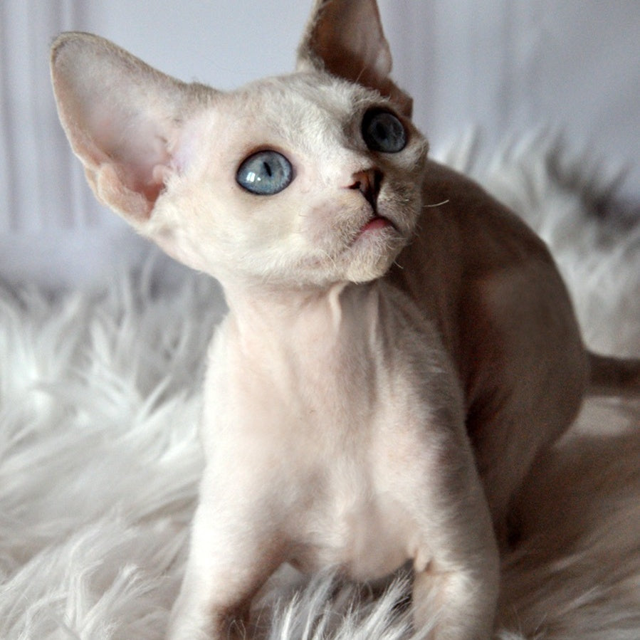 Tolik Devon Rex male, blue bicolour pointed