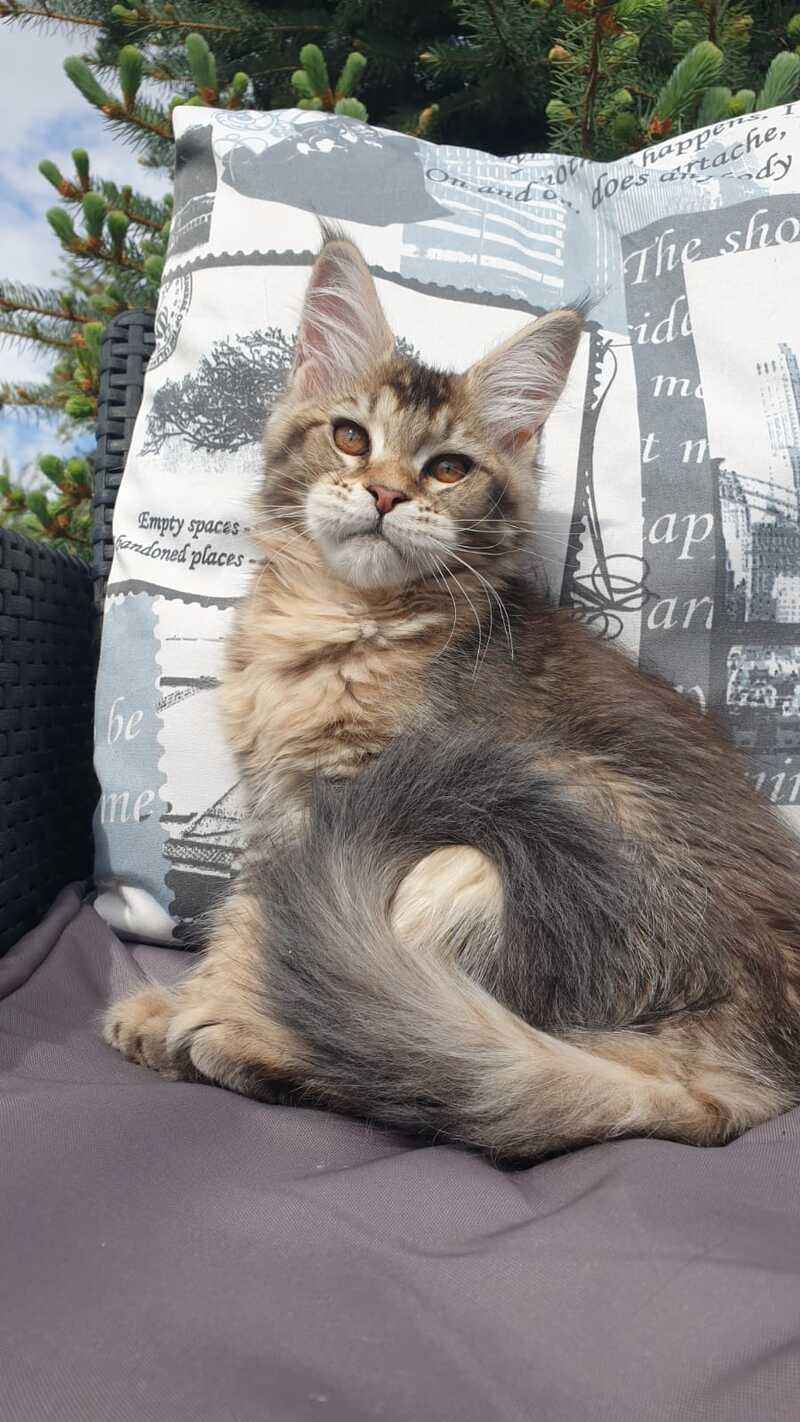 Ellie Maine Coon female black ticked tabby - live animals