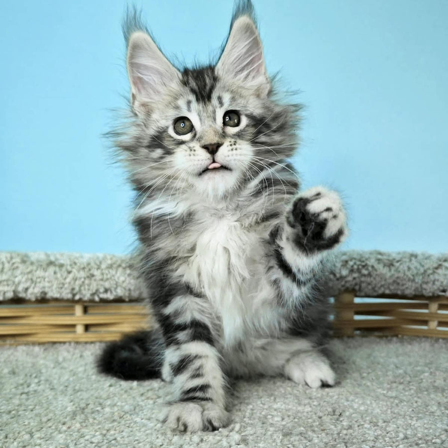 Henry Maine Coon male, black silver tabby