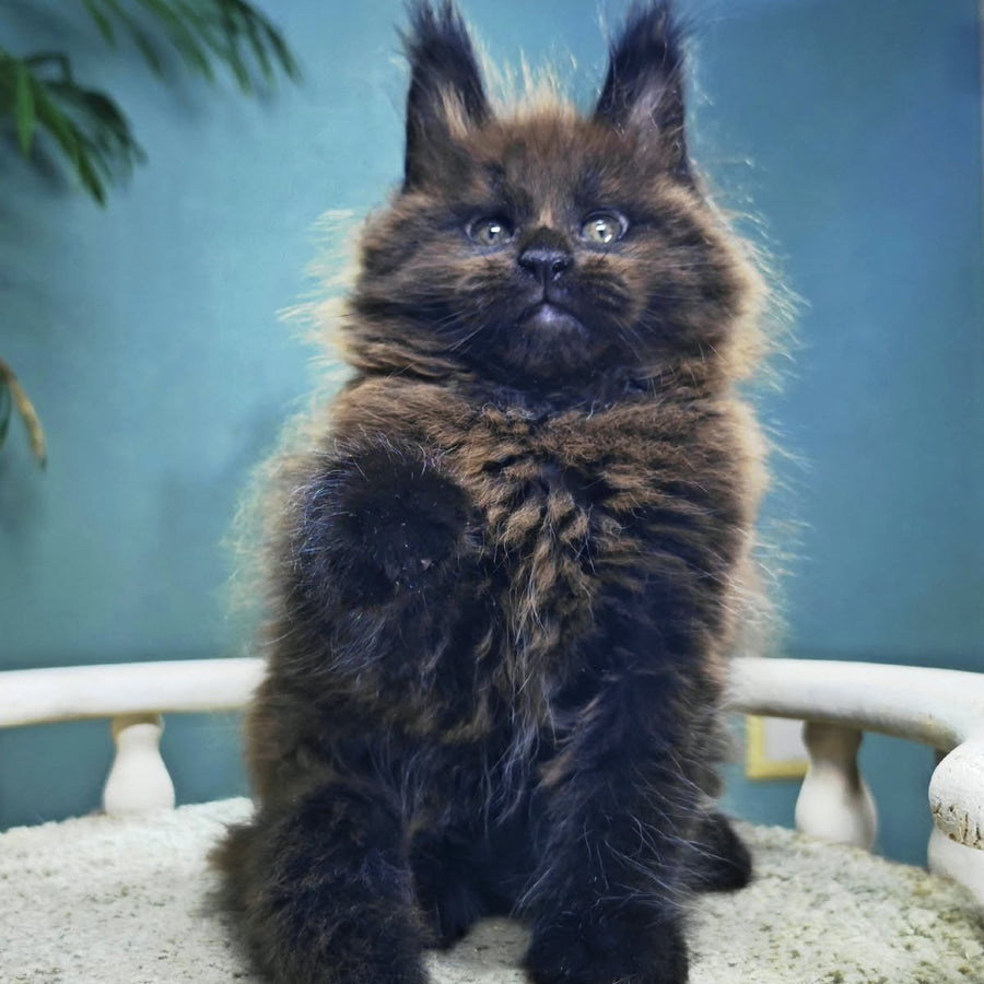 Grindelwald Maine Coon male, black