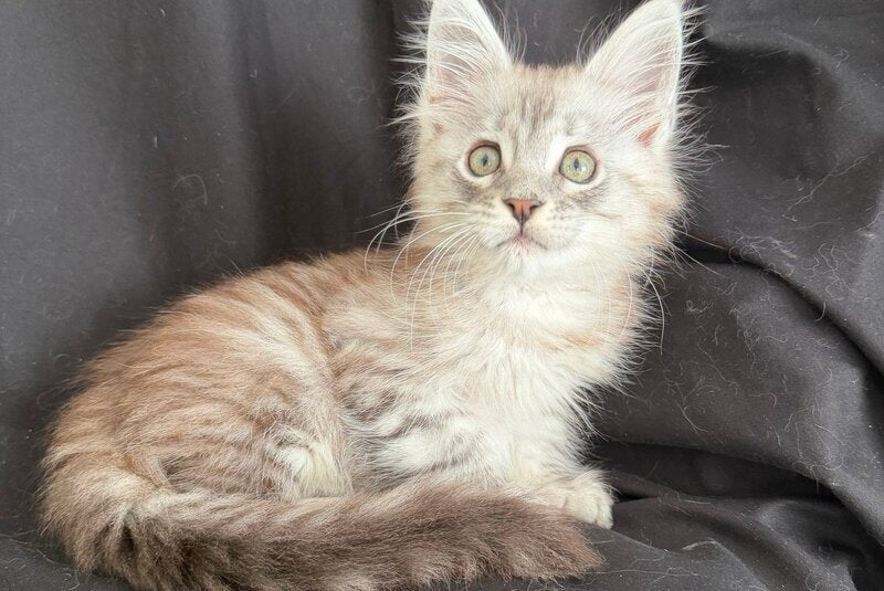 Yanius Maine Coon male black silver tabby - live animals