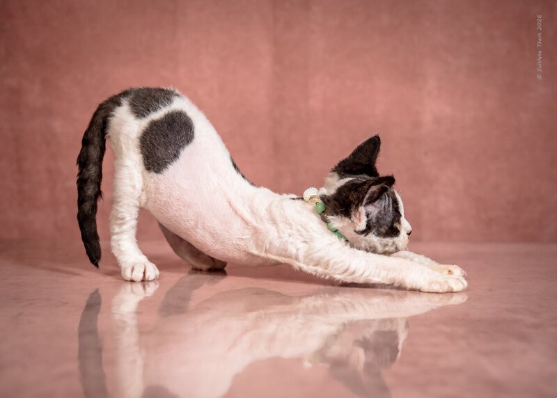 Luntik Devon Rex male, black harlequin