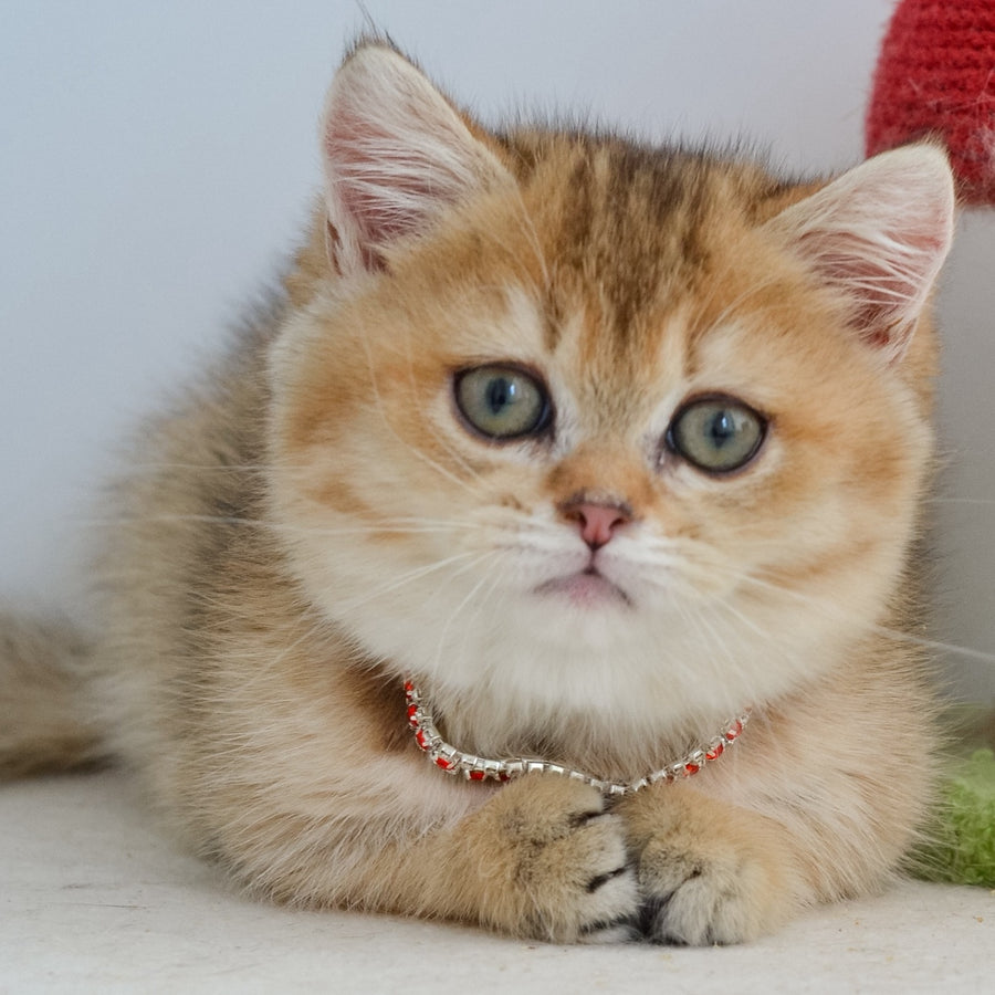 Grace Munchkin female, black golden ticked tabby